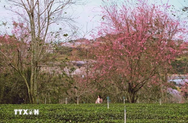 Hàng ngàn cây mai anh đào tại đồi chè Cầu Đất đã nở rộ thu hút du khách đến thưởng lãm. (Ảnh: Nguyễn Dũng/TTXVN)