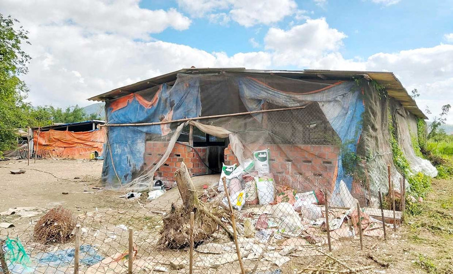 Ông Lê Văn Thuận xây dựng chuồng chăn nuôi heo, vịt trên thửa đất Nhà nước đã cấp sổ đỏ cho hộ bà Nguyễn Thị Kim Lang. Ảnh: C.L