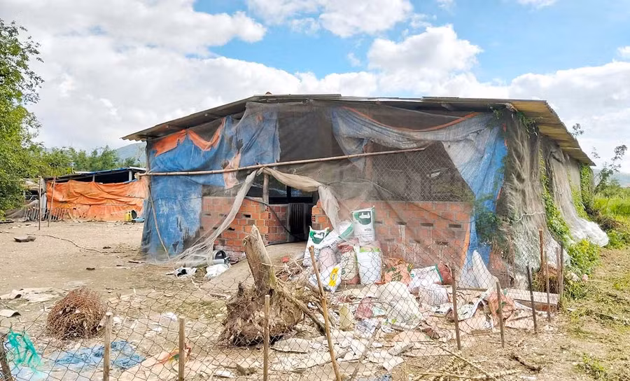 Ông Lê Văn Thuận xây dựng chuồng chăn nuôi heo, vịt trên thửa đất Nhà nước đã cấp sổ đỏ cho hộ bà Nguyễn Thị Kim Lang. Ảnh: C.L