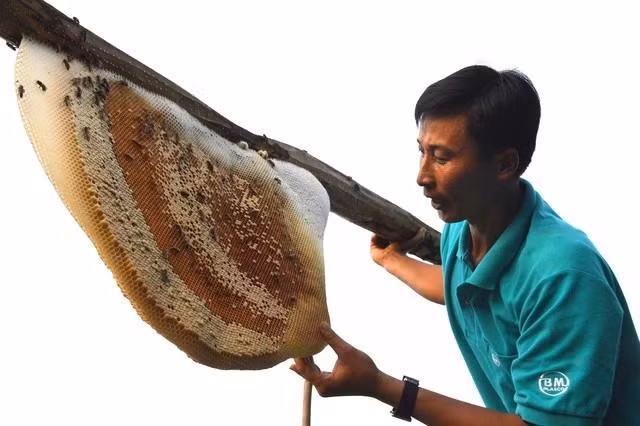 Anh Khanh giới thiệu với du khách về một tổ ong mật vừa lấy xuống ở khu vườn tràm của gia đình. ẢNH: G.B