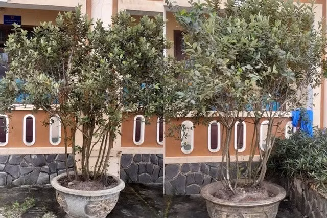 Tang vật 2 chậu sim mà Th. hối lộ cho T. Ảnh: Công an Quảng Nam