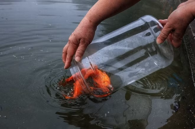 Thả cá chép tiễn ông Công, ông Táo về trời. (Nguồn: TTXVN)