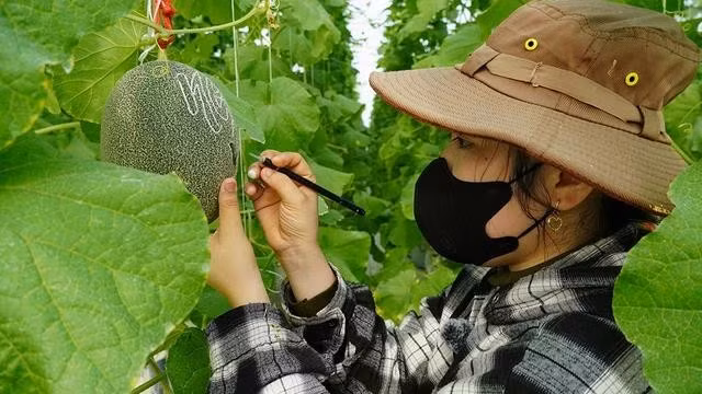 Thợ khắc chữ lên trái dưa lưới. ẢNH: DUY TÂN