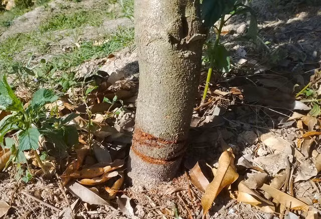 Nhiều cây sầu riêng của người dân bị cưa quanh gốc, sẽ chết dần không cứu chữa được.