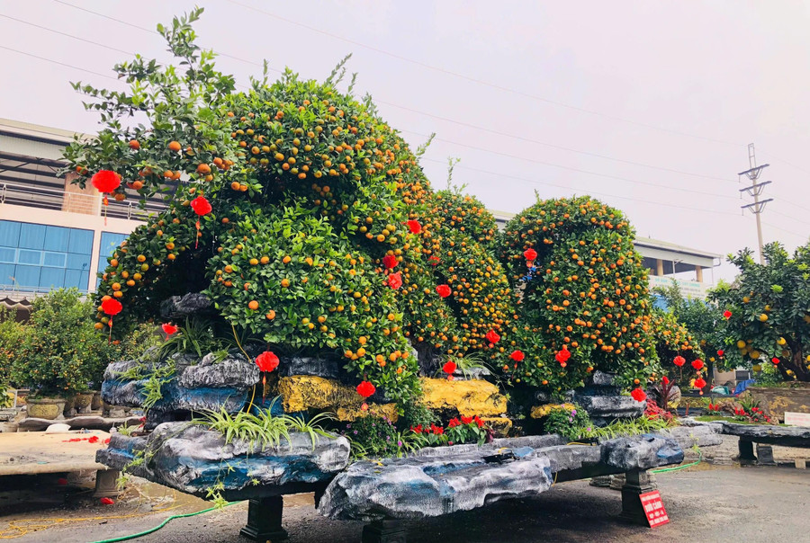 Chậu quýt "Ngũ phúc quần tụ" đã được giao dịch thành công với giá hơn 200 triệu đồng. ẢNH: H.P Chậu quýt "Ngũ phúc quần tụ" đã được giao dịch thành công với giá hơn 200 triệu đồng. ẢNH: H.P