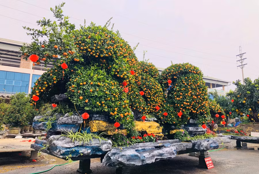 Chậu quýt "Ngũ phúc quần tụ" đã được giao dịch thành công với giá hơn 200 triệu đồng. ẢNH: H.P