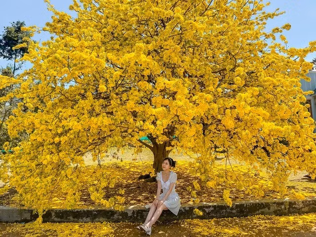 Cây mai khủng có tán rộng khoảng 10m, cao gần khoảng 4m được du khách checkin những năm trước đó