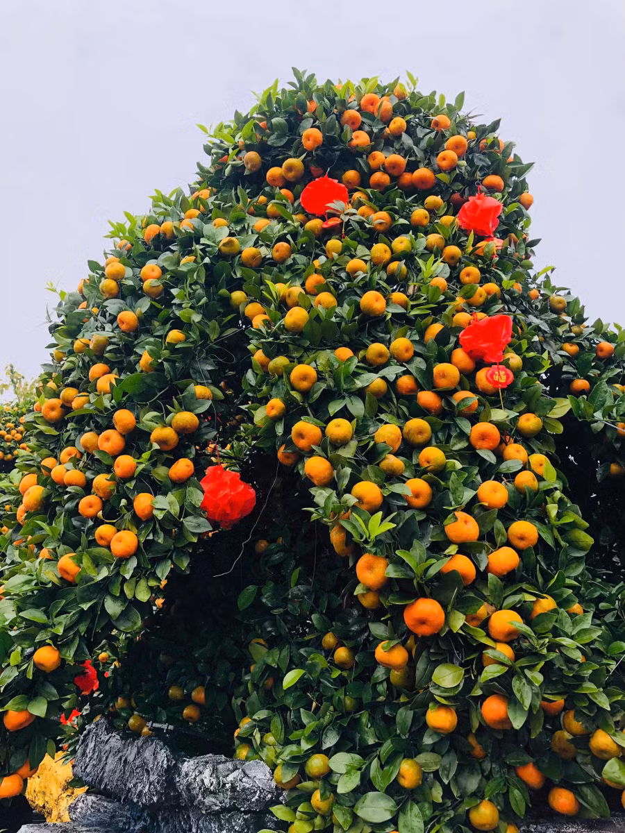 Quýt chu sa năm nay quả sai, đẹp mã hơn những năm trước đây. ẢNH: H.P