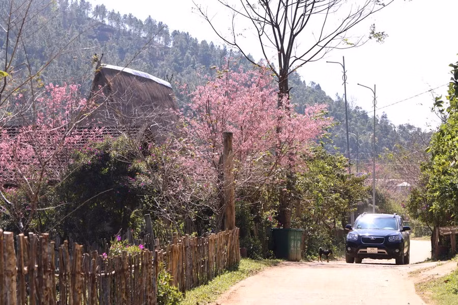 Hoa anh đào nở rực ở Làng du lịch Kon Pring