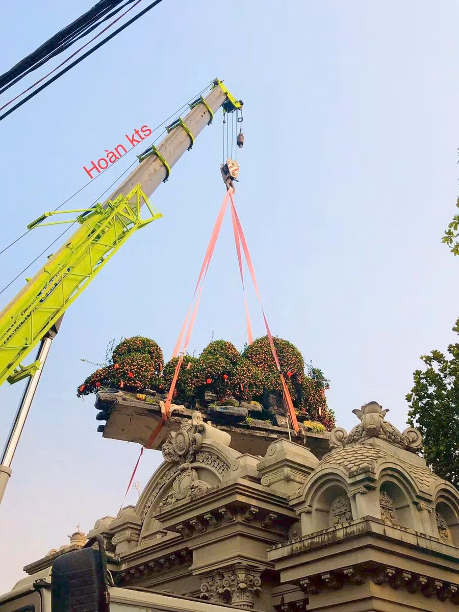 Chiếc xe cẩu nâng bổng chậu quýt vượt tường rào đưa vào khuôn viên biệt thự của khách hàng trong chiều ngày 20.1. ẢNH: PHẠM HOÀN