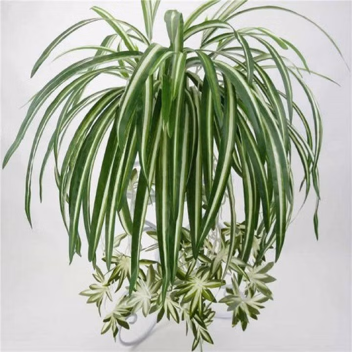 Cây lan chi. (Ảnh: BHX)