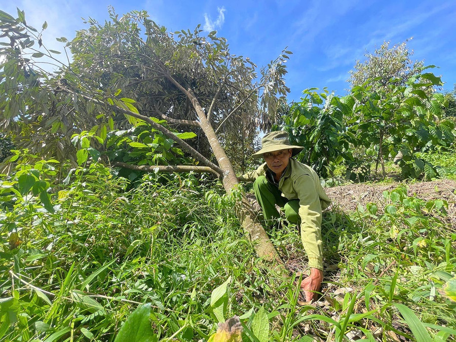 Xã Hra có hơn 400 ha cây trồng, chủ yếu là sầu riêng, cà phê, keo bị hư hại sau bão số 13. Ảnh: Minh Phương