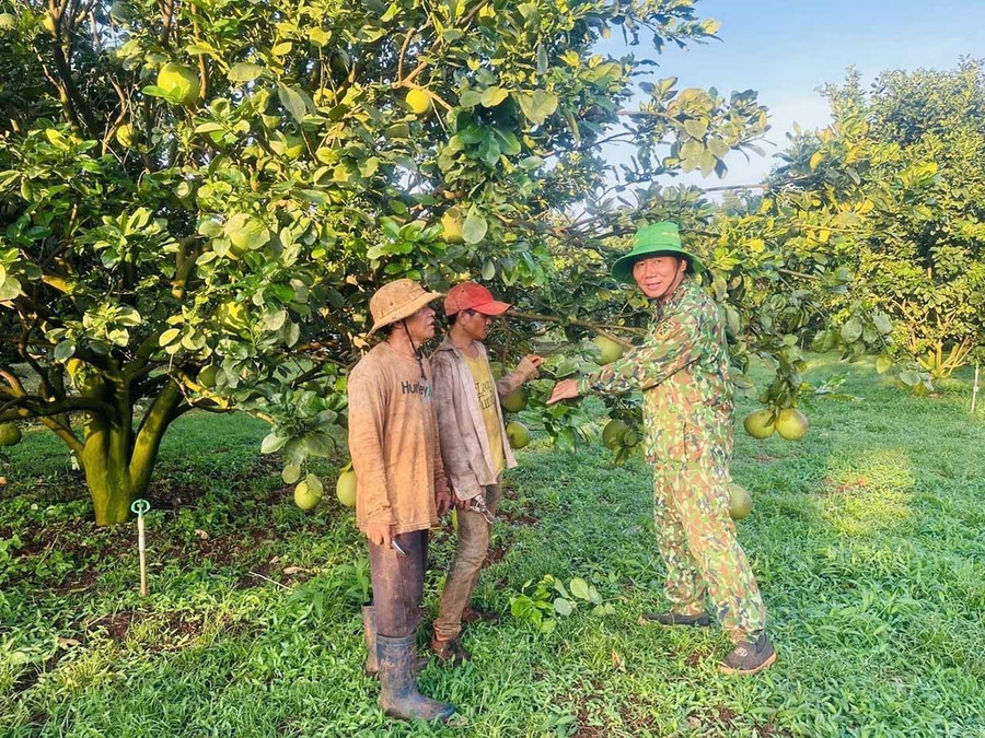 Ông Nguyễn Ngọc Tuyến, Phó Chủ tịch Hội Doanh nhân cựu chiến binh tỉnh (bên phải) hướng dẫn kỹ thuật chăm sóc cây ăn quả cho người dân trên địa bàn xã Ia Krái.
