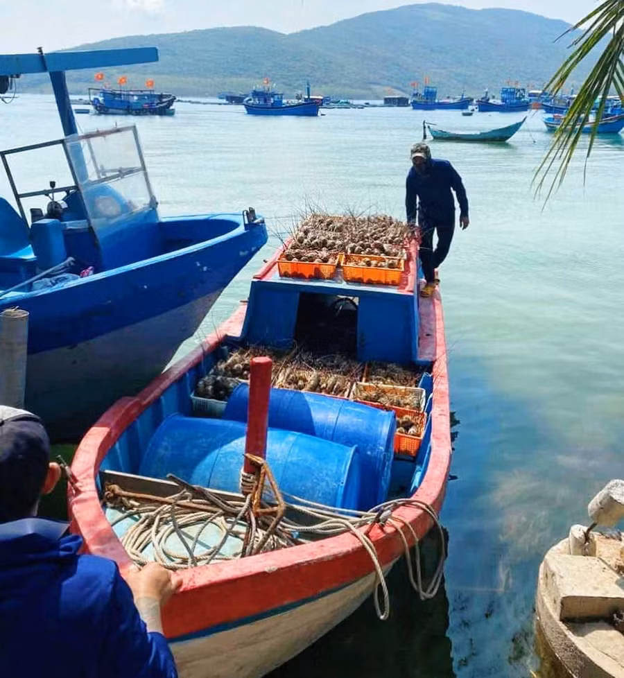 Người dân vớt tôm hùm bán rẻ chạy lũ. Ảnh: ĐVCC