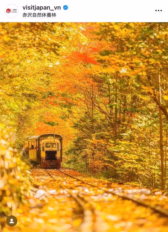 Khung cảnh đoàn tàu đưa du khách đi xuyên qua khu rừng bách vàng rực rỡ Akasawa ở tỉnh Nagono khiến ai cũng phải nao lòng và ngắm nhìn vẻ đẹp dịu dàng của mùa thu nơi đây