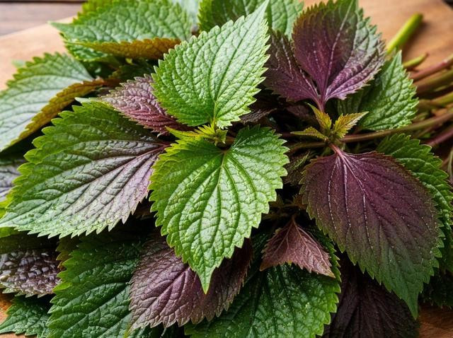 Giá trị dược lý của tía tô đến từ sự đa dạng của các nhóm hợp chất sinh học. ẢNH: AI