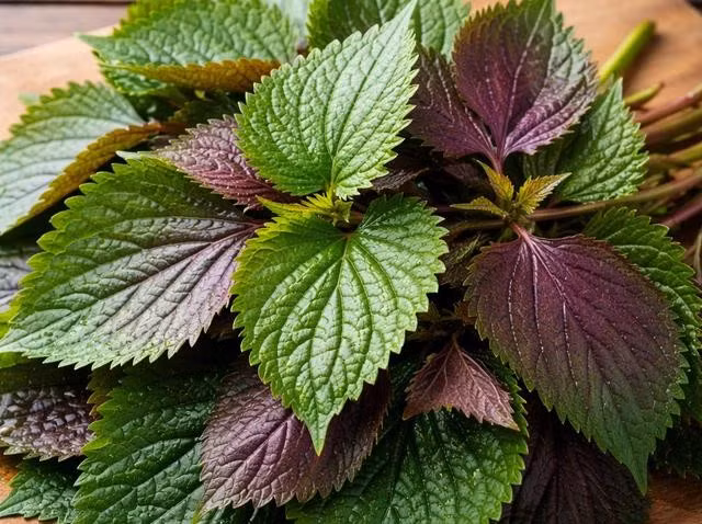 Giá trị dược lý của tía tô đến từ sự đa dạng của các nhóm hợp chất sinh học. ẢNH: AI