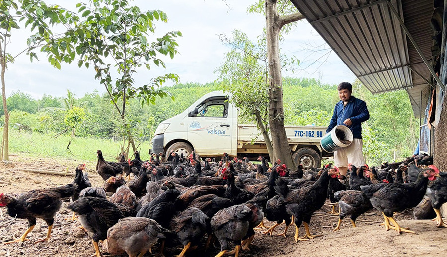 Anh Nguyễn Giang Trí (thôn Tân Thịnh, xã Ân Tường) thả nuôi 2.200 con gà sau Tết Bính Ngọ 2026. Ảnh: Trọng Lợi