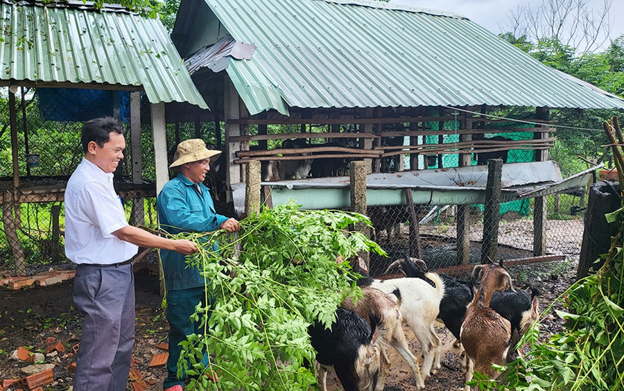 Đảng viên làng Canh Phước (xã Vân Canh) phụ trách nhóm hộ, vận động người dân tích cực chuyển đổi cây trồng, vật nuôi để nâng cao hiệu quả kinh tế. Ảnh: T.C