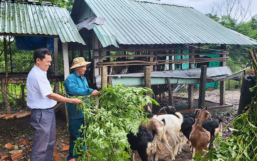 Đảng viên làng Canh Phước (xã Vân Canh) phụ trách nhóm hộ, vận động người dân tích cực chuyển đổi cây trồng, vật nuôi để nâng cao hiệu quả kinh tế. Ảnh: T.C