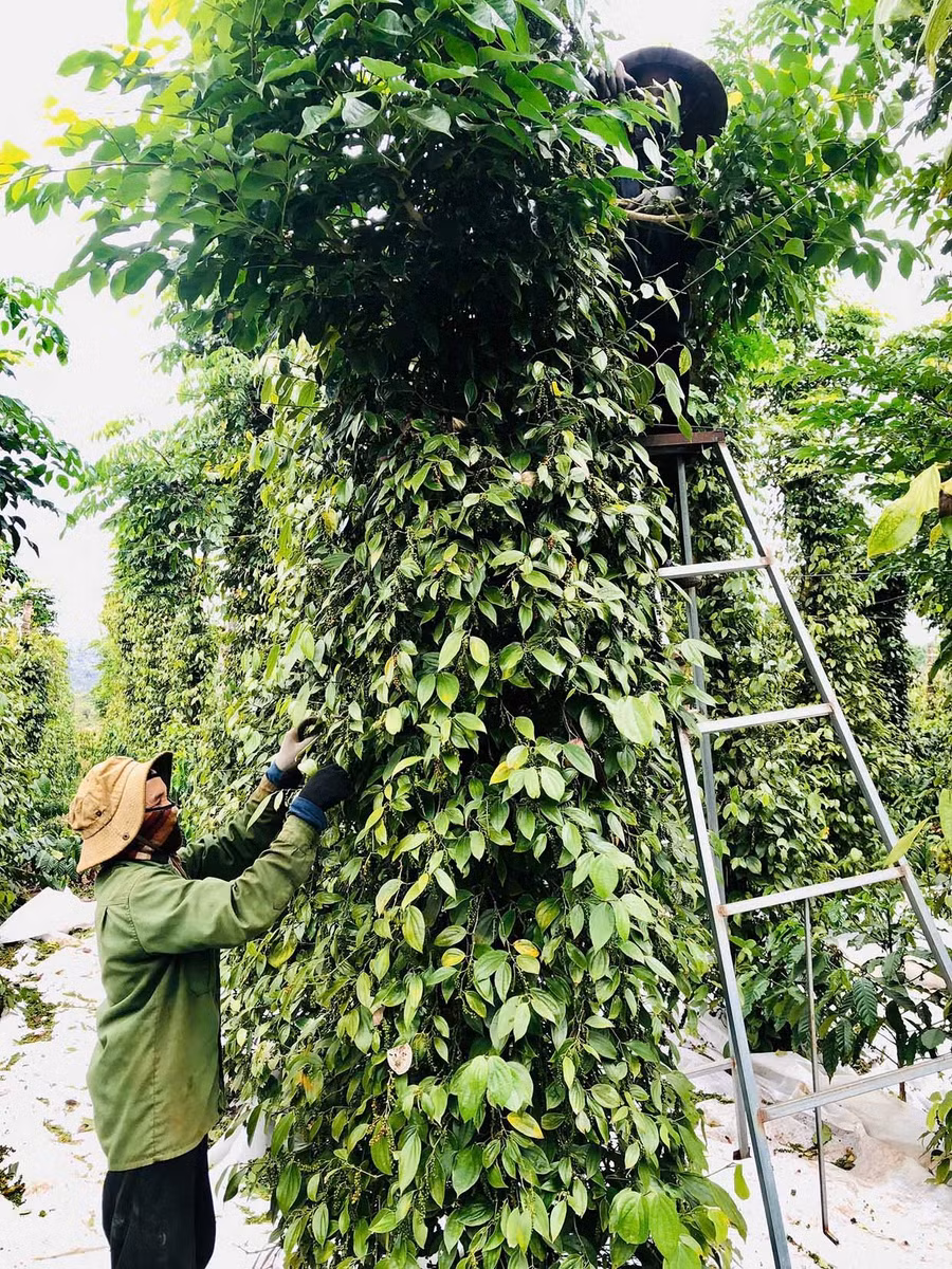 Với 2.000 trụ hồ tiêu, năm nay gia đình ông Phạm Văn Ngoan lãi chừng 400 triệu đồng. Ảnh: L.N