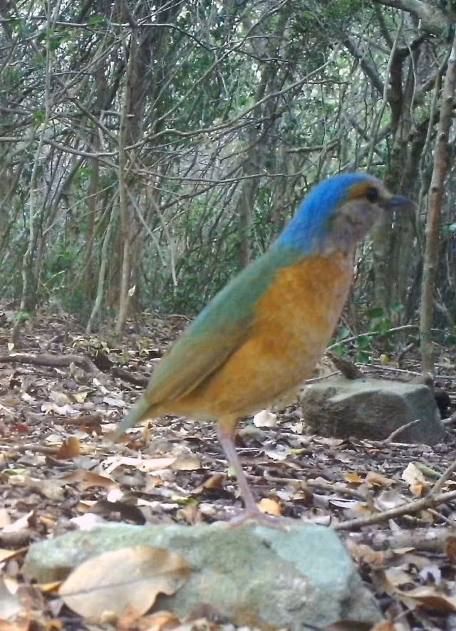 Đuôi cụt đầu xám (Hydrornis soror) thuộc hệ chim được ghi nhận qua bẫy ảnh. ẢNH: VƯỜN QUỐC GIA NÚI CHÚA CUNG CẤP