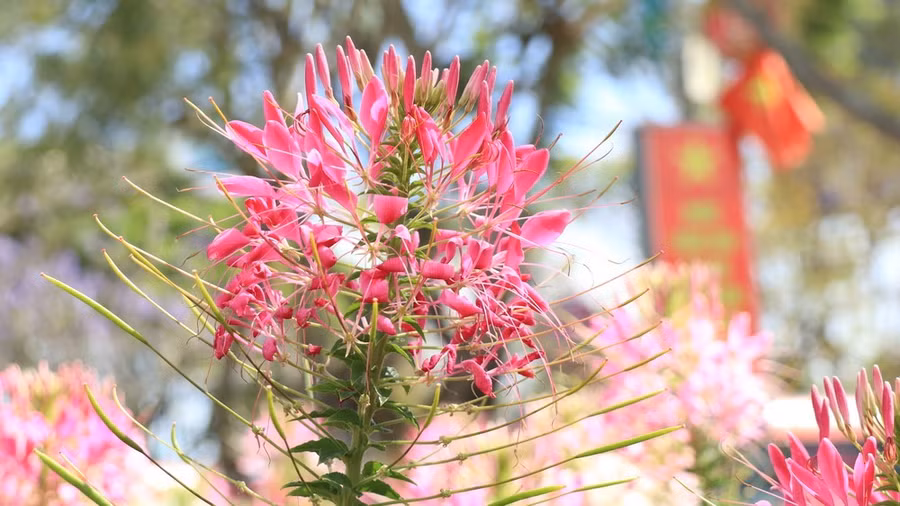 Ở Việt Nam, loài hoa này còn được gọi với những tên khác là hồng ri, phong điệp thảo, nhện... Ảnh: ĐOÀN KIÊN