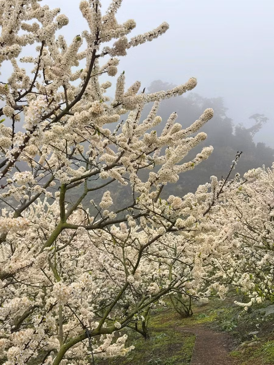 Mùa hoa mận năm 2025 là mùa hoa đẹp hiếm có trong nhiều năm trở lại đây. ẢNH: NHÀ VƯỜN BÍCH HẠNH