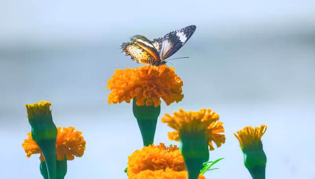 Trước sân, vạn thọ cứ thế hồn nhiên nở. ẢNH: NGUYỄN NHẬT THANH