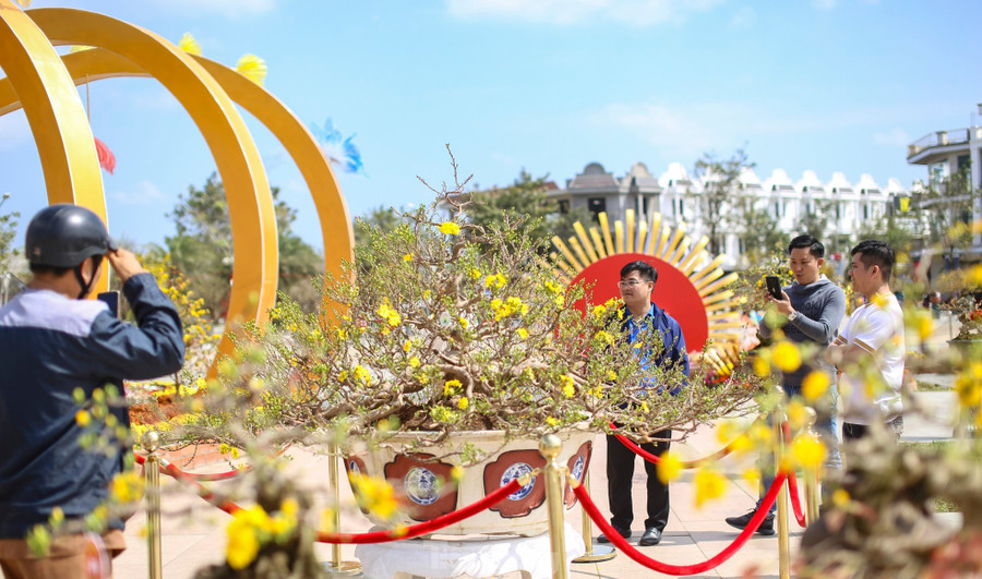 Chương trình lễ hội mai vàng sẽ được khai mạc vào tối nay (6/2) tại Quảng trường Trung tâm văn hóa thị xã An Nhơn. Ảnh: Trương Định