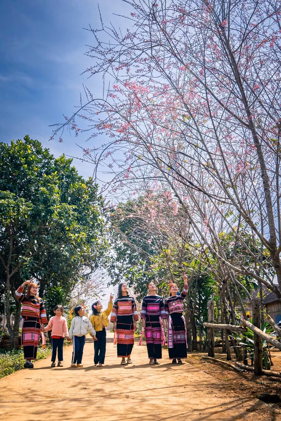 Những con đường với hai hàng hoa anh đào nở đỏ rực vào Tết Ất Tỵ 2025. Ảnh: DŨNG NHÂN