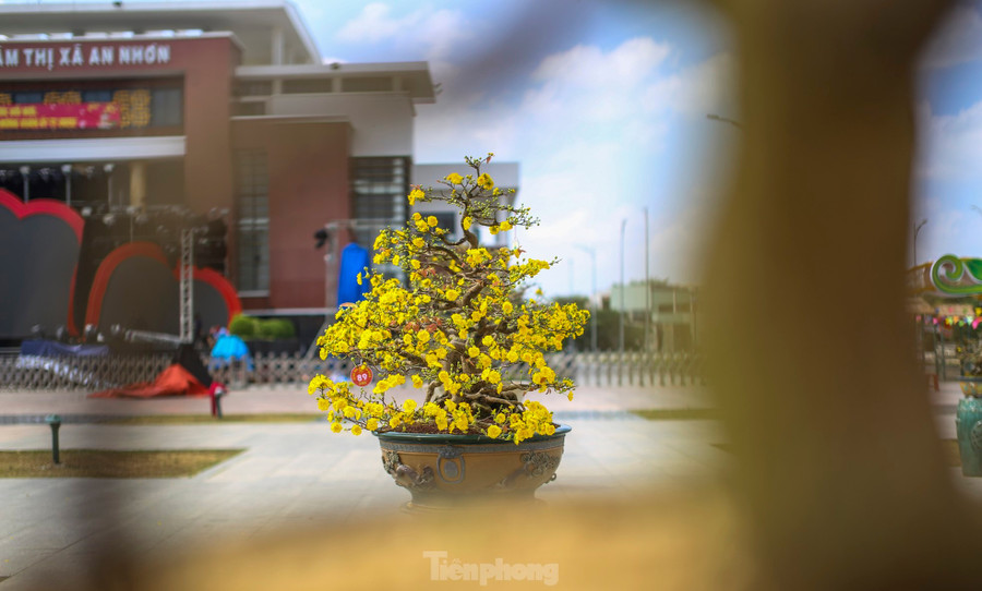 Mai vàng, một biểu tượng của mùa xuân miền Trung, loài hoa quen thuộc với mỗi dịp Tết đến Xuân về và cũng là đặc sản văn hóa của thị xã An Nhơn. Ảnh: Trương Định