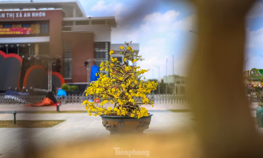 Mai vàng, một biểu tượng của mùa xuân miền Trung, loài hoa quen thuộc với mỗi dịp Tết đến Xuân về và cũng là đặc sản văn hóa của thị xã An Nhơn. Ảnh: Trương Định