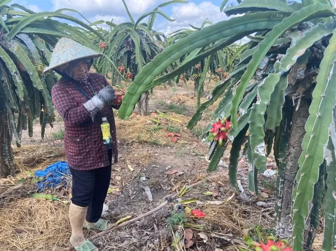 Nông dân xã Bưng Riềng, huyện Xuyên Mộc, tỉnh Bà Rịa-Vũng Tàu vuốt tai thanh long để trái đẹp hơn, giá bán được cao hơn. (Ảnh: Hoàng NhịTTXVN)