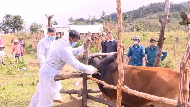 Cơ quan chức năng tiến hành các biện pháp phòng chống dịch bệnh trên đàn gia súc