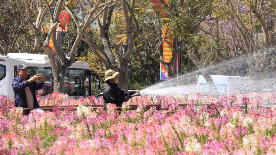 Hàng ngày công nhân đô thị tưới nước cho hoa tại đây. Ảnh: ĐOÀN KIÊN
