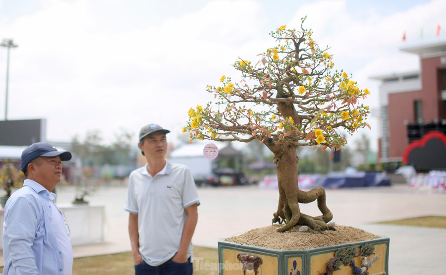 Một số tác phẩm mai vàng độc đáo. Ảnh: Trương Định