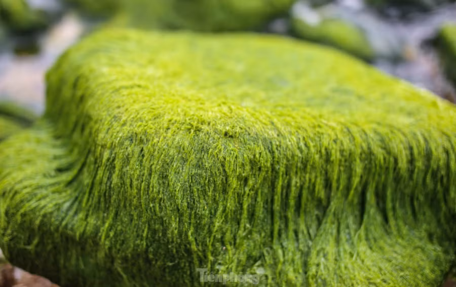 Khi thủy triều vừa rút, những thảm rêu xanh trên đá bắt đầu hiện ra. Ảnh: Trương Định