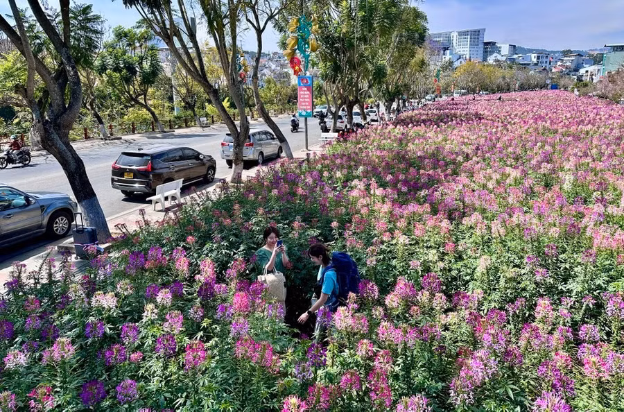 Vườn hoa rực rỡ giữa TP Đà Lạt. Ảnh: ĐOÀN KIÊN