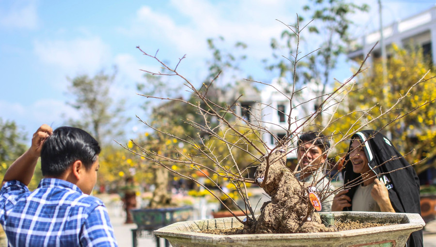 Một gốc mai &quot;khủng&quot;, hình thù độc đáo thu hút người xem. Ảnh: Trương Định