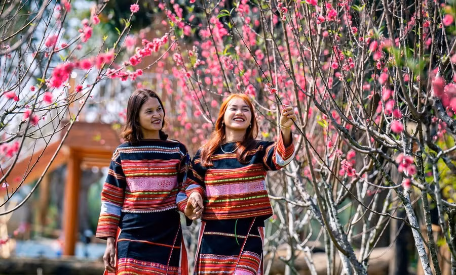 Sau nhiều năm gầy dựng, đến nay hoa anh đào ở Vĩnh Sơn đã bắt đầu nở hoa, tạo cảnh quan sinh thái tươi mới cho bản làng