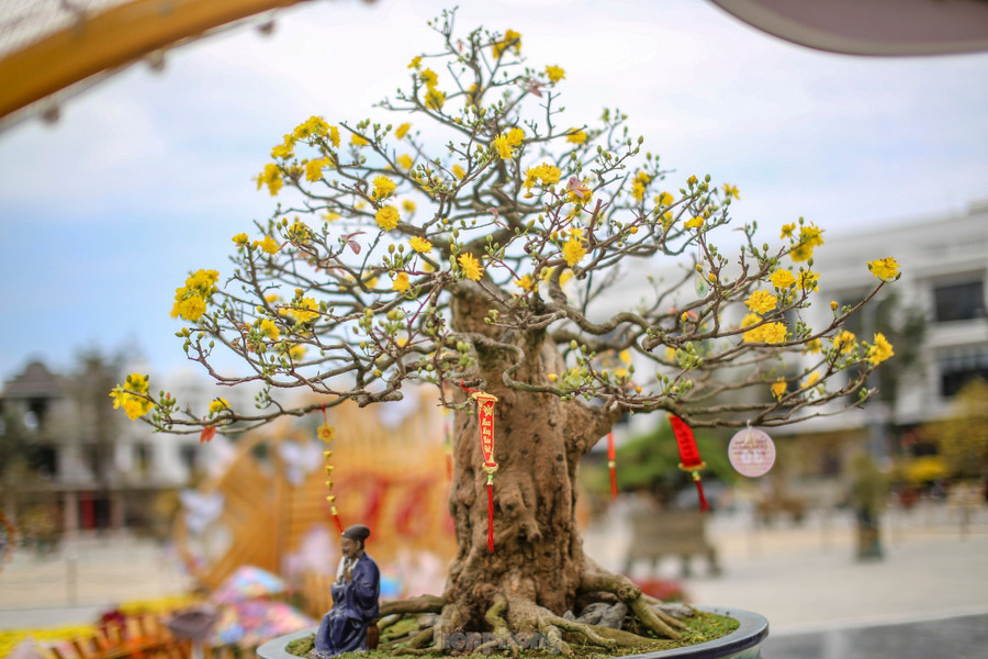 Những tác phẩm mai vàng cổ thụ, dáng thế độc lạ có giá trị kinh tế cao. Ảnh: Trương Định
