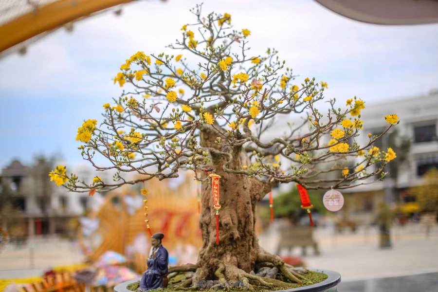 Những tác phẩm mai vàng cổ thụ, dáng thế độc lạ có giá trị kinh tế cao. Ảnh: Trương Định