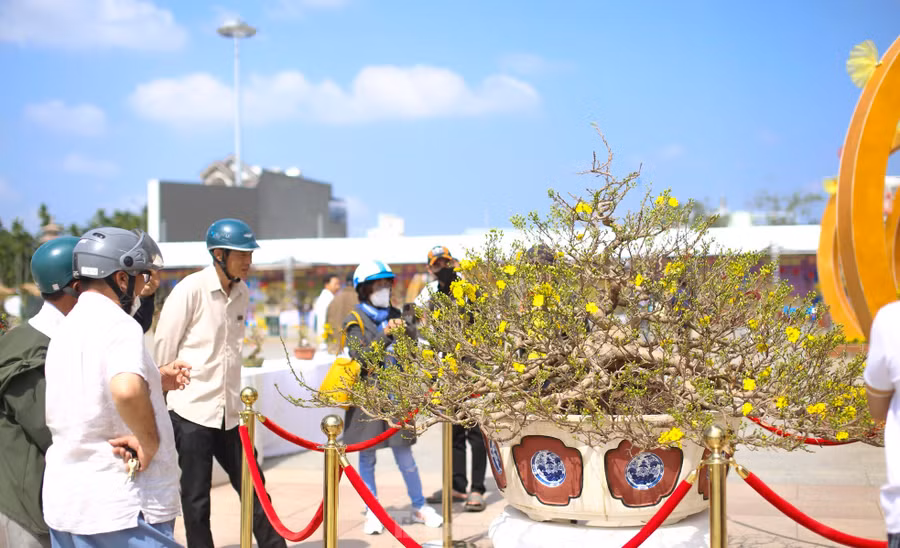 Người dân tham quan, chiêm ngưỡng những tác phẩm mai vàng được triển lãm tại lễ hội. Ảnh: Trương Định