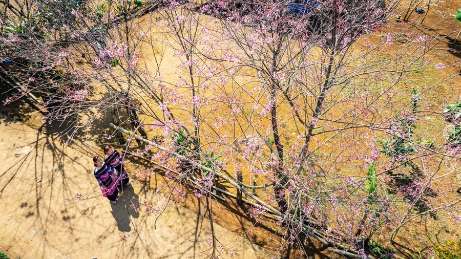 Những người con gái Ba Na vui xuân đón tết dưới bóng hoa anh đào rực rỡ ở Vĩnh Sơn. Ảnh: DŨNG NHÂN