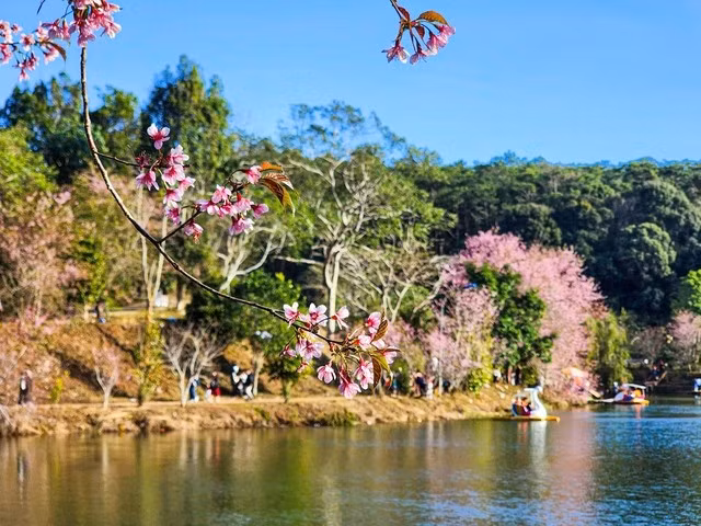 Hoa anh đào nở rộ bên bờ hồ ở Măng Đen. ẢNH: HẢI PHONG