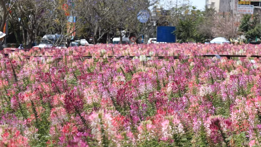 Hoa Tuý Điệp có nguồn gốc từ khu vực Nam Mỹ, mới du nhập vào Việt Nam vài năm trở lại đây. Những bông hoa xếp tầng lớp như chụm lại, cả quần thể tuý điệp như những lớp hoa không giới hạn. Ảnh: ĐOÀN KIÊN