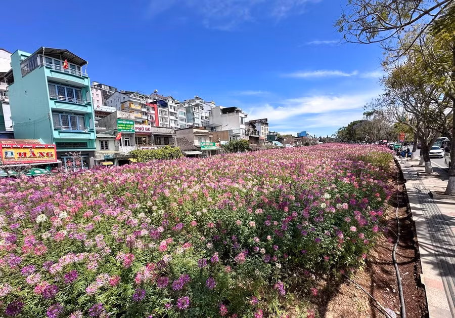 Rực rỡ và có diện tích lớn nhất tại khu công viên Ánh Sáng, phường 1, TP Đà Lạt. Ảnh: ĐOÀN KIÊN