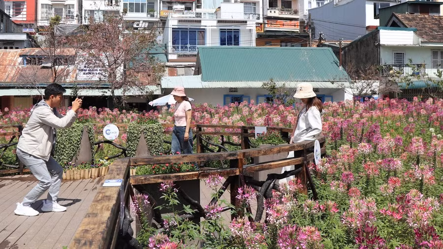 Tại đây, có các cây cầu gỗ được dựng lên để người dân và du khách dễ dàng tiếp cận phía sâu vườn hoa mà không làm hư hỏng cây. Ảnh: ĐOÀN KIÊN