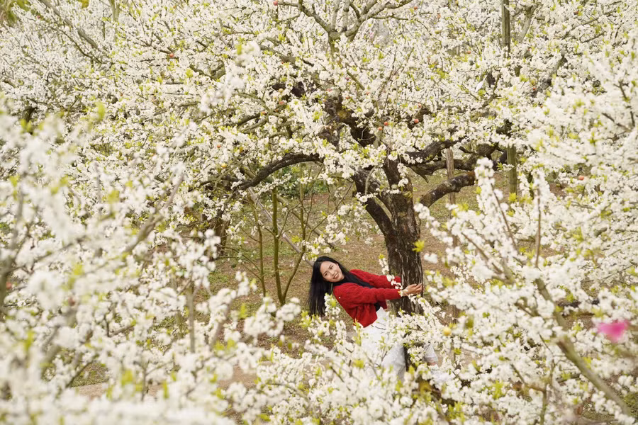 Mùa hoa mận nở rộ thu hút khách du lịch đến Mộc Châu du xuân. ẢNH: LÊ YẾN TRAVEL